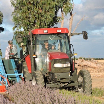 HOW WE FARM OUR LAVENDER?